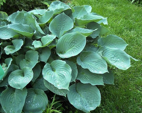 Hosta Moonlight Sonata- АРОМАТНА  (8008)